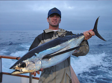 https://www.shogunsportfishing.com/uploads/1/0/3/9/103938520/published/albacore-tuna3.jpg?1496589063